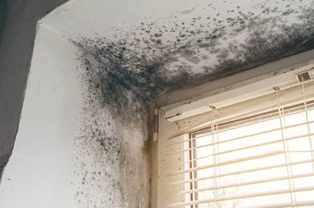 Affordable Mold Remediation solutions in Nashville, MI