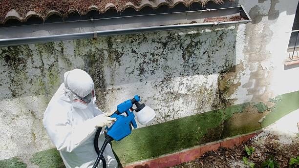 Top rated local Mold Remediation specialists in Nashville, MI
